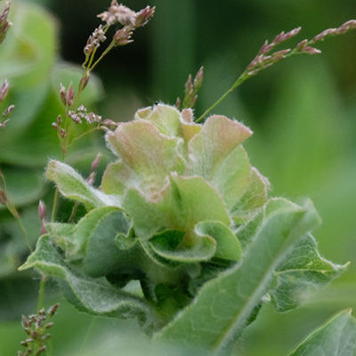 Willow Rose Gall