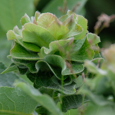 Willow Rose Gall