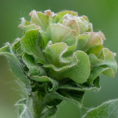 Willow Rose Gall