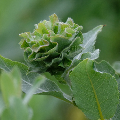 Willow Rose Gall