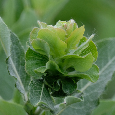 Willow Rose Gall