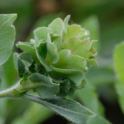 Willow Rose Gall