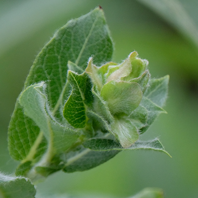 Willow Rose Gall