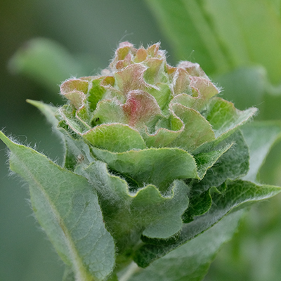 Willow Rose Gall