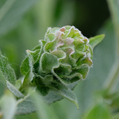 Willow Rose Gall