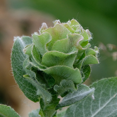 Willow Rose Gall