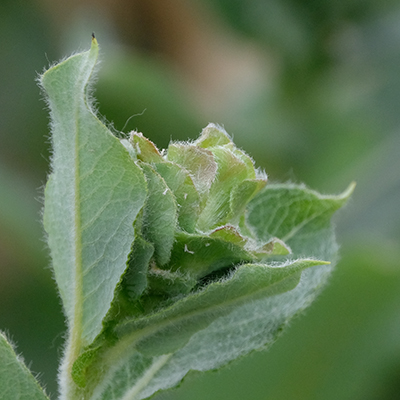 Willow Rose Gall