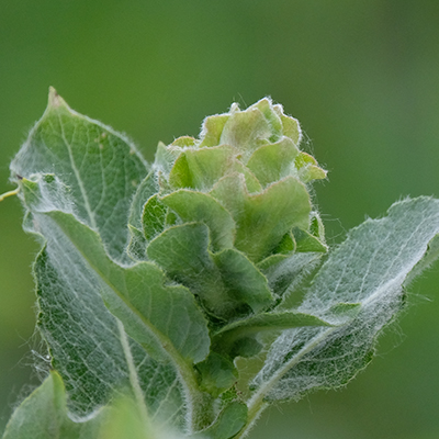 Willow Rose Gall