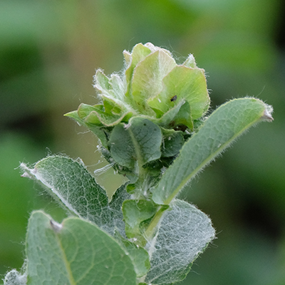 Willow Rose Gall