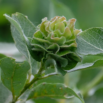 Willow Rose Gall