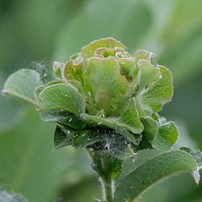 Willow Rose Gall