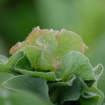 Willow Rose Gall