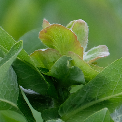 Willow Rose Gall