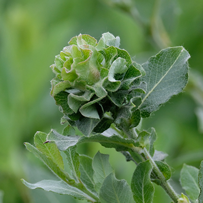 Willow Rose Gall