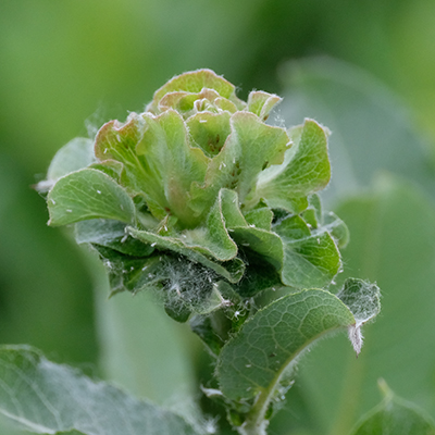 Willow Rose Gall