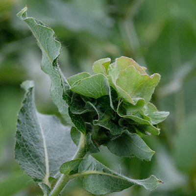 Willow Rose Gall