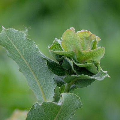 Willow Rose Gall