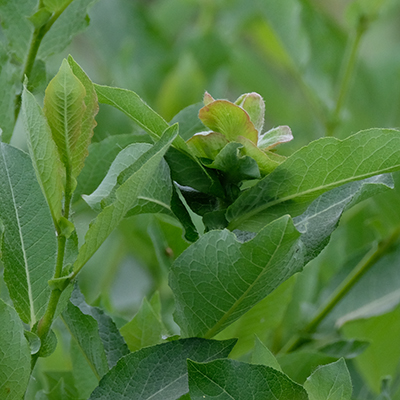 Willow Rose Gall