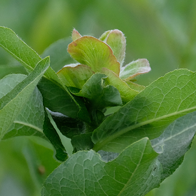 Willow Rose Gall