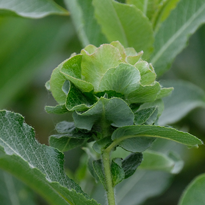 Willow Rose Gall