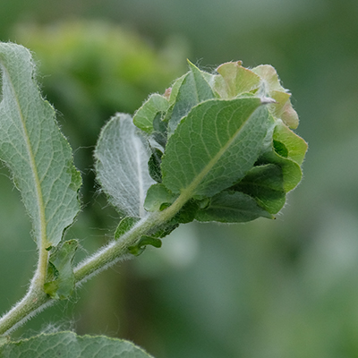 Willow Rose Gall