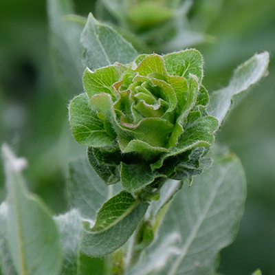 Willow Rose Gall