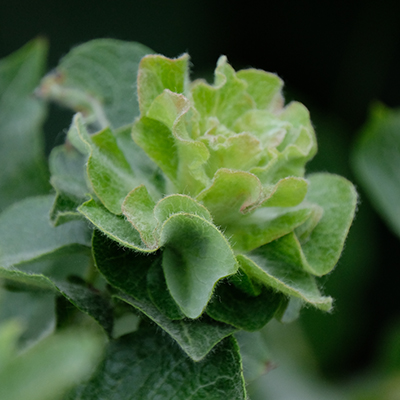 Willow Rose Gall