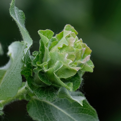 Willow Rose Gall