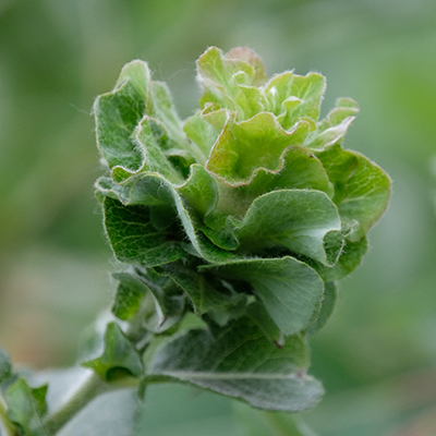 Willow Rose Gall