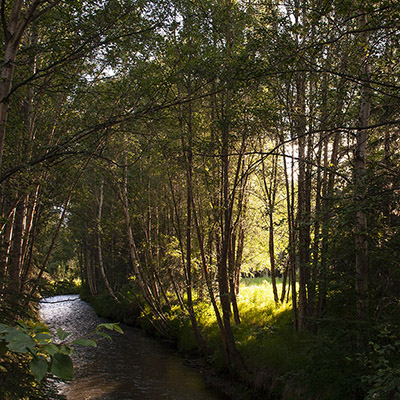 Chester Creek Trail